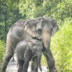 Assam Tour Packages