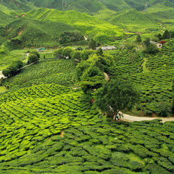 Darjeeling Tour Packages