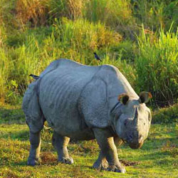 Dooars Tour Packages